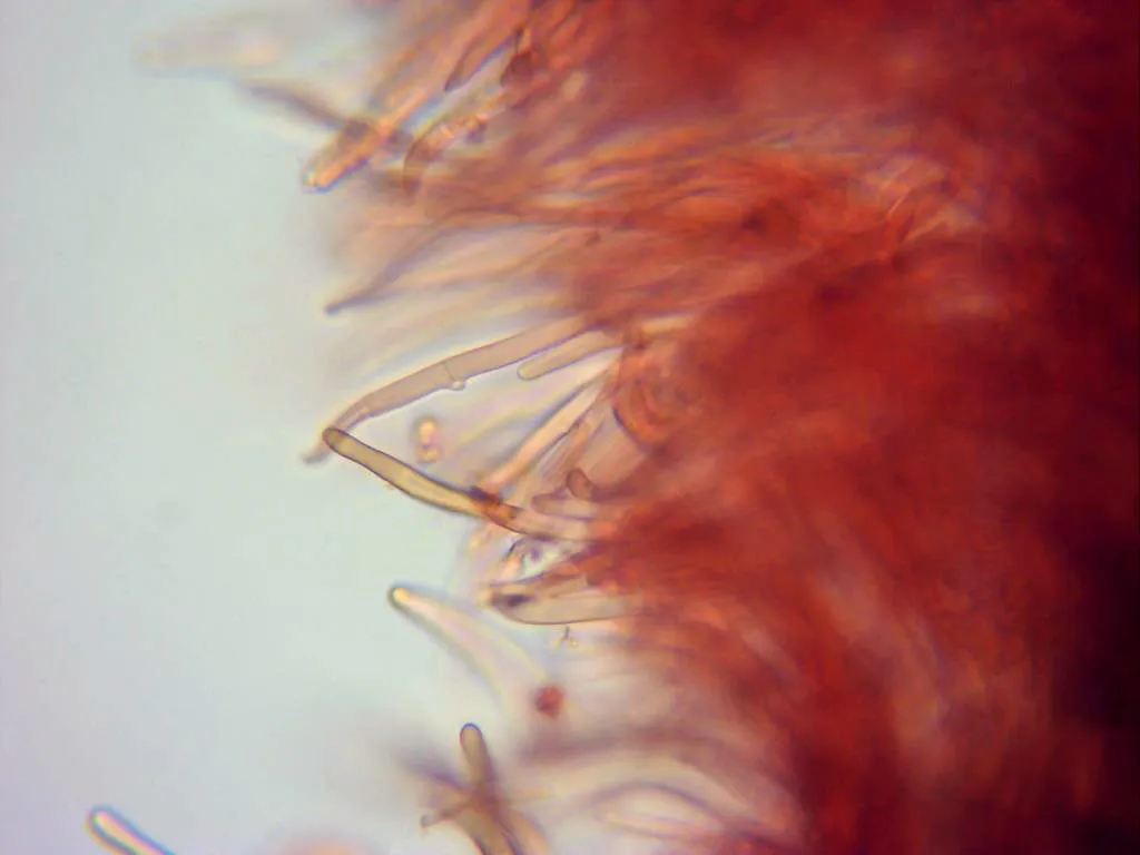 Microscopía de Phaeomarasmius erinaceus - 10 - Caulocistidios con alguna fíbula x 400